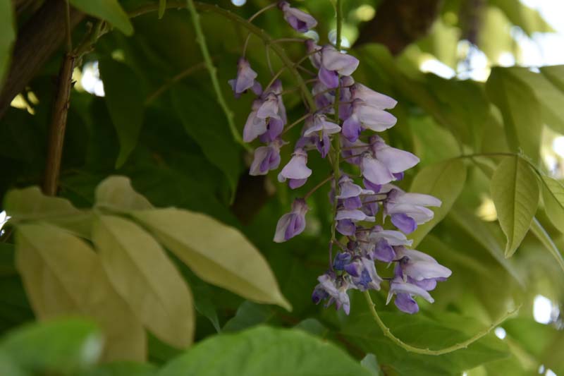 19-05-24_Rees_0076_GA2_0323