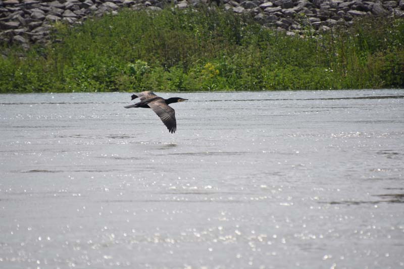 19-05-24_Rees_0179_GA2_0367