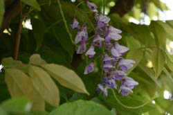 19-05-24_Rees_0076_GA2_0323